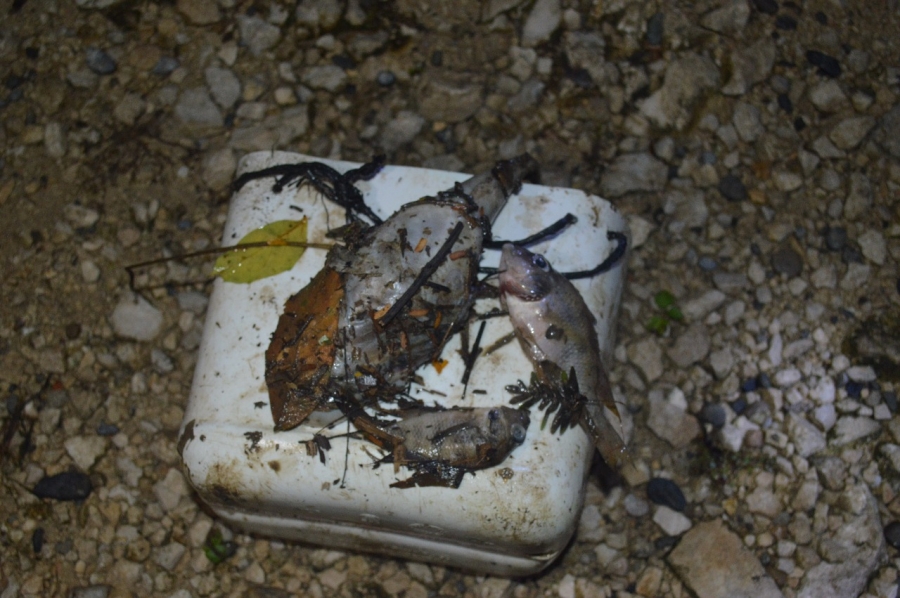 Río San Román sufre segunda mortandad de peces