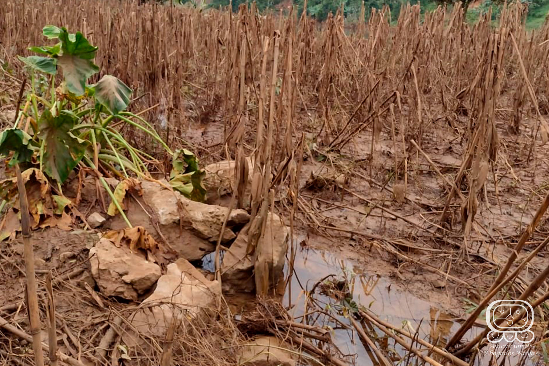 entrega de viveres comunidades qeqchi 3